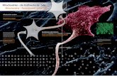 Mitochondrien – die Kraftwerke der Zelle Mitochondria ...cecad.uni-koeln.de/fileadmin/user_upload/About_Us/Communication/... · PDF fileMitochondrien – die Kraftwerke der Zelle