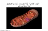 Zellstrukturen und ihre Funktionen — Mitochondrienuser.uni-frankfurt.de/~dingerma/Podcast/CytologieWS10_14.pdf · Zellstrukturen und ihre Funktionen — Mitochondrien • Matrixgranula