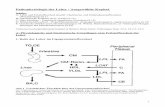 Pathophysiologie der Leber / Ausgewählte Kapitel€¦ · Stoffwechsel von Fettsäuren im Bezug zum Glukosestoffwechsel der Leber ... Sythese von Triglyceriden, ... (Ringhydroxylierung