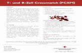 T- und B-Zell Crossmatch (FCXM) - Rotes Kreuz: Home · monoklonalen Antikörpern (CD3+ T-Lymphozyten, CD19+ B-Lymphozyten). Die Zugabe eines fluores-zierenden IgG (Fab‘-Fragmentes)