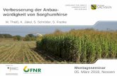 Verbesserung der Anbau- würdigkeit von Sorghumhirse · Sorghum sudanense (Sudangras) ... Warum Sorghum anbauen? Nutzung ertragsschwacher Standorte Anpassung an trockene und extremere
