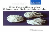 DIE NEUE BREHM-BÜCHEREI · Die Schreibkreide der Insel Rügen enthält zahlreiche Fossilien, die jedoch vom Strandwanderer oft erst dann beobachtet werden, wenn sie isoliert, mit
