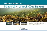 Natura 2000 in Nord- und Ostsee - nabu.de · 6 Direkt vor unserer Haustür, in Nord- und Ostsee, le-ben viele faszinierende Arten: Schweinswale und Ke-gelrobben, seltene Wanderfische