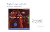 Biophysik der Moleküle - LMU München · PDF fileDie eukaryontische Zelle detektiert einen Konzentrationsgradient über der Länge des Zellkörpers. Die Zelle polarisiert und verformt