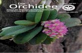 Journal der Deutschen Orchideen-Gesellschaft zur … Orchidee3(04), 2017.pdf · Südostasien, nordostindien, Myanmar, nordthailand, Südwestchina (yunnan), Laos und Vietnam verbreitet