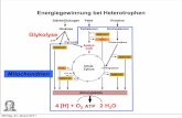 Energiegewinnung bei Heterotrophen dingerma/Podcast/11-Betaoxidation_   Energiegewinnung