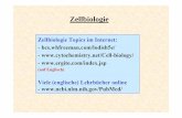 Zellbiologie - Philipps-Universität Marburg · Robert Hooke (1635‐1703) Engl. Physiker, Erfinder Antoni van Leeuwenhoek (1632‐1723) Engl. Physiker, Erfinder Die ersten Jahre.