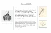 History of Glial Cells - Network Glianetworkglia.eu/sites/networkglia.eu/files/docs/history_glia_engl.pdf · History of Glial Cells Glial cells were discovered before Rudolf Virchow