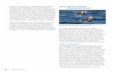 10.10 Vogelschutzgebiet „Pommersche Bucht“ - wwf.de · WWF Deutschland 125 Samtenten (Melanitta fusca) nutzen ganzjährig die Offshore-Gebiete in der Pommerschen Bucht, insbeson-dere