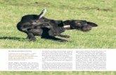 Jagdhunde - qudespah.com · Das sichere Hier wird der Vierläufer unterwegs ange-leint, Gehorsamsübungen werden ge-arbeitet, und ganz wichtig sind im Trai-ning integrierte Ruhe-Einheiten.