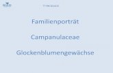Familienporträt Campanulaceae Glockenblumengewächse · Systematik der wichtigsten Gattungen T7 FBK 2014/15 A. Krone glocken- oder trichterförmig Glockenblume (Campanula) B. Krone