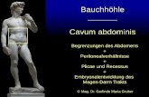 Bauchhöhle - MedUni Wien Zusammenfassung.pdf · •Regio umbilicalis •Regio lateralis (dext./sin.) •Regio pubica •Regio inguinalis (dext./sin.) 9 Bauchwandfelder