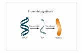 Die eine Seite: DNA - uni-frankfurt.deuser.uni-frankfurt.de/~dingerma/Podcast/Proteinbiosynthese.pdf · 5‘-Cap-Struktur und Poly(A)-Ende angehängt. Die Akteure ... 'Met Gln Peptidyl-