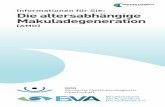 Informationen für Sie: Die altersabhängige Makuladegenerationcms.augeninfo.de/fileadmin/pat_brosch/amd.pdf · Informationen für Sie: Die altersabhängige Makuladegeneration [AMD]