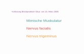 Mimische Muskulatur Nervus facialis Nervus trigeminusdementia.hiim.hr/V and VII.pdf · Nervus facialis Nervus trigeminus. Mimische Muskulatur (M. faciales) und N. facialis: Derivate