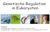 Genetische Regulation in Eukaryoten - web.med.u-szeged.huweb.med.u-szeged.hu/mdbio/ger/material/2011-2012/1st_semester/zell... · Emryogenese Erwachsene Die Bedeutung der genetischen