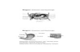 Magen: Anatomie und Physiologiegk1728/downloads/patho04.pdf · 8 Magen/Duodenum Ernährungsmedizinische Aspekte Bedeutung von Nitraten und Nitrosaminen für die Karzinomentstehung