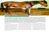 Nicht nur bei Pferden Borna-Disease-Virus (BDV)-Erkrankungen · GROSSTIERPRAXIS 4/2006 139 Genickstarre, Genickkrampf, Hirn-wuth, Meningitis cerebrospinalis enzootica, Meningoencephalomyelitis