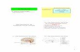 9B: Spezielle Endokrinologie 9. Hormone 8.3. Endokriner ...zool33.uni-graz.at/.../CrailsheimModulTierphysiologie5.pdf · Aufgaben und Funktion von Vertebraten-Hormon-Drüsen, Gewebshormone