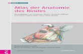 Atlas der Anatomie des Rindes - ciando.com · unserem bewährten Vorgehen wird die Spezielle Anatomie in diesem Atlas mit kurzgefassten Daten in Tabellen zur Myo-, Arthro-, Lym- pho-