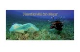 Plastikmüll im Meer - HTSV: Home · 2013-04-14 · 1)*Fakten*und*Gefahren* • Kunststoﬀproduk8on*wächst jährl.exponenell 3* – 7Heute*geschätzt280* MioTonnen *