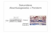Sekundäres Abschlussgewebe = Peridermuser.uni-frankfurt.de/~dingerma/Podcast/MorphologieSS11_7.pdf · Dicotyledoneae oder Gymnospermae stammen! Cortex: (= Rindendrogen), außerhalb