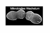 2019 Kapitel 5 Mikrobielles Wachstummikrobiologie.uni-saarland.de/lehre/2019 Kapitel 5.pdf · Zellwachstum und Zweiteilung! Wachstum in der Mikrobiologie = Zunahme der Zellzahl!!