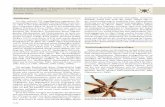Fledermausfliegen (Diptera: Nycteribiidae · 1126 Von den weltweit 270 ungeflügelten, augenlosen Fle-dermausfliegenarten (Familie Nycteribiidae Samouel-le, 1819 in der Superfamilie