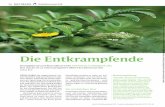 Foto: Shutterstock / IanRedding Die Entkrampfende¤nse... · Beck A: Die Entkrampfende. DHZ – Deutsche Heilpraktiker Zeitschrift, 2017; 2: 56–59 56 DHZ PRAXIS Heilpflanzenporträt