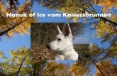 Nanuk of Ice vom Kaisersbrunnen · Am 15. September 2015 war es dann soweit und wir konnten unseren Nanuk nach Hause holen. Auch hier hat sich Gudrun wieder viel Zeit genommen, uns
