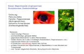 Klasse: Magnoliopsida (Angiospermae) …dingerma/Podcast/System...–!Galactomannane in Zellwänden der Endospermzellen (z.B. Caruban aus Ceratonia siliqua) –!Gerbstoffe, Anthranoide