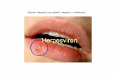 Herpesviren · HSV-2 (HHV-2): Prävalenz 15%, Herpes simplex-2, -genitalis Generalisierter Herpes Herpes neonatorum-generalisierter Herpes simplex des Neugeborenen