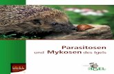 Parasitosen und Mykosen des Igelspro-igel.de/merkblaetter/publpdfs/parasitosen.pdfParallel arbeitete sie sich in die wissenschaftliche Literatur ein und kontaktierte Pa-rasitologen