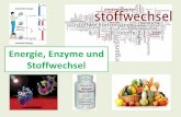 Energie, Enzyme und Stoffwechsel - TU Dresden · Viele Enzyme benötigen für ihre Funktion weitere Komponenten 4 Wie funktionieren Enzyme? Prosthetische Gruppen Molekulare Gruppierungen