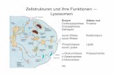 Zellstrukturen und Ihre Funktionen — Lysosomendingerma/Podcast/CytologieWS11_12.pdf · Zellstrukturen und Ihre Funktionen — Lysosomen Enzym! Abbau von Carboxypeptidase! Proteine