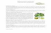 Produktspezifikation Bergamottöl Product data sheet of ... · Essential bergamot oil is used in aroma therapy to treat diseases of the soul. Especially at depression, and even Especially