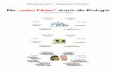 Die „roten Fäden“ durch die Biologie - rsforchheim.inforsforchheim.info/wp-content/uploads/2014/09/Grundwissen_Bio_5_6.pdf · Vakuole Zellmembran ion pflanzliche Zelle Struktur