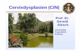 Gitsch Vorlesung 2013 09 Dysplasie - uniklinik-freiburg.de · Inzidenz und Pathogenese: CIN und CervixCa Cervixcarcinome entwickeln sich immer über Vorstadien (CIN*), die durch Infektion