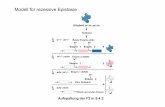 Modell für rezessive Epistasie - Universität Ulm · Chromosom Die zelluläre Struktur der DNA . Der Aufbau der Perlenkette Perlenkette Nucleosom Kern Dissoziation in Hochsalz Nucleosom
