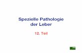 Spezielle Pathologie der Leber - patho.vetmed.uni-muenchen.de · Leberzirrhose (1): von kirrhos = gelb (also ein Hinweis auf einen Ikterus) Definition (1): man findet in jedem Lehrbuch