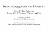 Prof. Dr. Kay Schneitz Raum 119, E’Biologie Pﬂanzen, WZWplantdev.bio.wzw.tum.de/fileadmin/media/pptLecturesSNZ/EGII_Pflanzen... · •Vorlesung - 2 Semester • Praktika/Forschung: