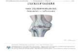 Grundlagen der Anatomie Kniegelenk Bänder O. Sievers … fileGrundlagen der Anatomie Kniegelenk –Bänder O. Sievers-2- Articulatio genu = Kniegelenk – Femoro-Tibial-Gelenk Art.