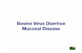 Bovine Virus Diarrhoe Mucosal Disease · tonus, Katarakt, Blindheit - Virus kann vielfach nicht (mehr) in den veränderten Organen nachgewiesen werden (Elimination durch die fetale