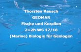 Thorsten Reusch GEOMAR Fische und Korallen 2+2h WS 17/18 ... · Dauer-Geschwindigkeit 10-20 km / hr Im Sprint bis 90 (120) km/h ... 2.2 von 65 Mio t Aquakultur-Produktion Meeresfische
