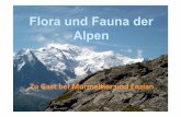 Flora und Fauna der Alpen - dav-siegerland.de · Flora und Fauna der Alpen Zu Gast bei Murmeltier und Enzian