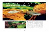 Schlanksalmler (Lebiasinidae) – ideale Aquarienﬁsche · Aquarienkunde die spezielle Ichthyologie auf diesem Gebiet sehr stark befruchtet. Immerhin ist fast die Hälfte der jetzt