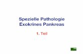 Spezielle Pathologie Exokrines Pankreas · Anatomie (1): da sich das Pankreas embryologisch aus mehreren Anlagen entwickelt, die dann tierartlich unterschiedlich aus- bzw. rückgebildet