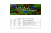 Vorlesung Zellbiologie im SoSe 2011 - staff.uni-mainz.de · Walter Sutton, a graduate student in E. B. Wilson ’s lab at Columbia University, observed that in the process of cell