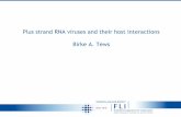 Plus strand RNA viruses and their host interactions Birke ... · Insertion of IRES or ubiquitin between NS2 and NS3 -> no infectious virus Tautz, Tews & Meyers: The Molecular Biology