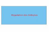 Regulation des Zellcylus - uni-potsdam.de 2016.pdf · Modell: Saccharomyces sereviciae Identifizierung von Zellzyklusregulatoren: CDKs 25°C 35°C 35°C nicht CDC-Mutanten Mutagenisierte